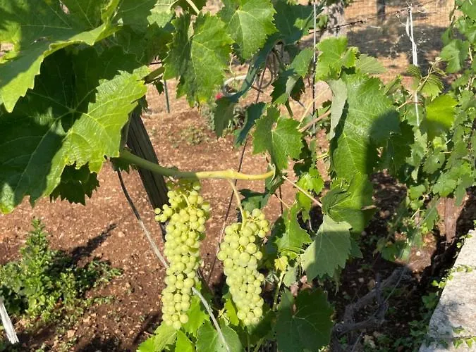 Hébergement de vacances Trulli Ulivi